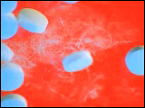 Video Clip - White pills dropping on a red counter