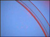 Video Clip - Red liquid being sprinkled on a round glass surface