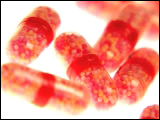 Video Clip - Red capsules on a white surface
