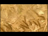 Video Clip - Creation of wheat from grain