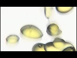 Video Clip - Oil in water
